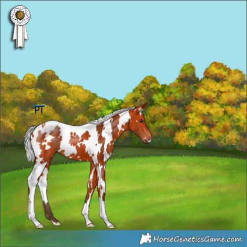 Horse Color:White Spotted Silver Bay
