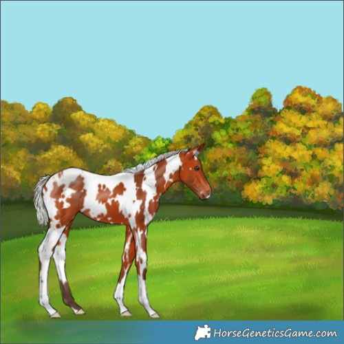 Horse Color:White Spotted Silver Bay