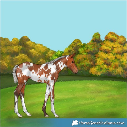 Horse Color:White Spotted Silver Bay 