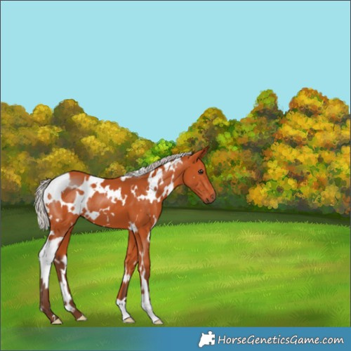 Horse Color:White Spotted Silver Bay