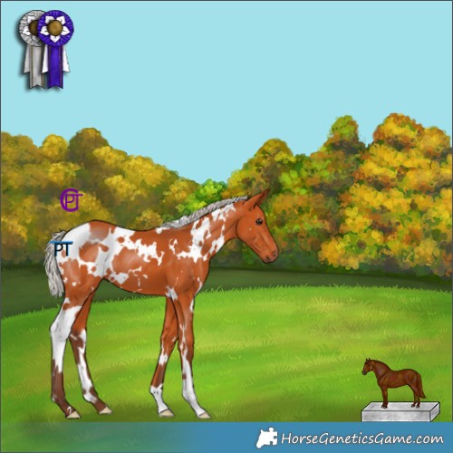 Horse Color:White Spotted Silver Bay 