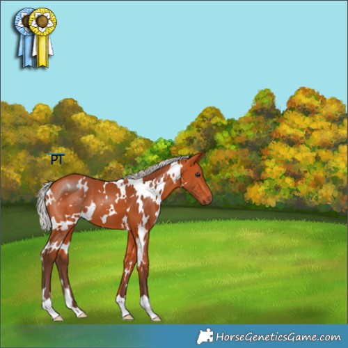Horse Color:White Spotted Silver Bay