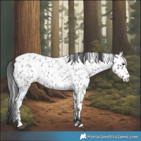 Horse Color:Blue Roan Appaloosa 