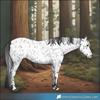 Horse Color:Blue Roan Appaloosa 