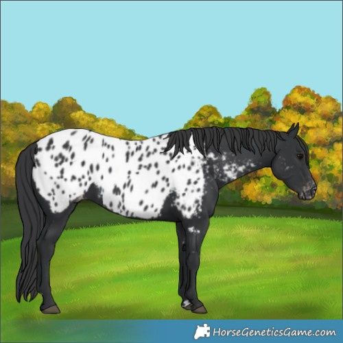 Horse Color:Black Appaloosa 