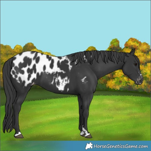 Horse Color:Black Appaloosa