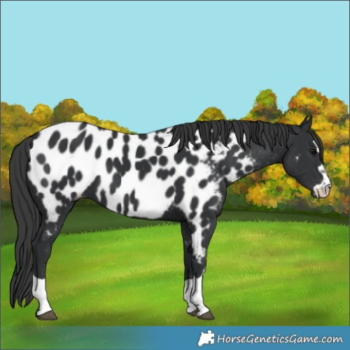 Horse Color:Black Appaloosa 