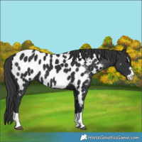 Horse Color:Black Near Leopard
