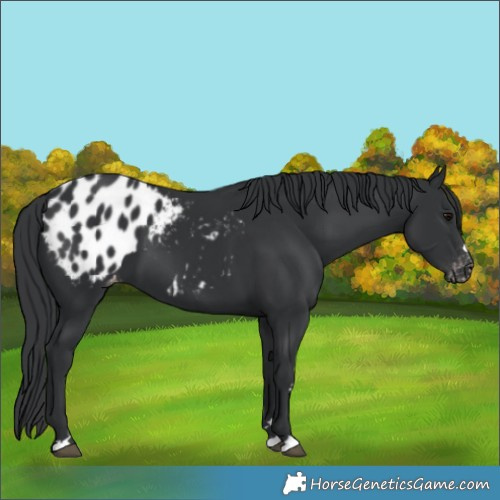Horse Color:Black Appaloosa