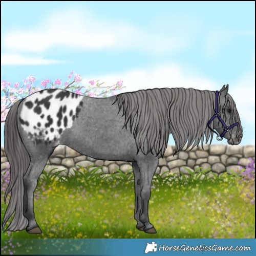 Horse Color:Black Appaloosa 