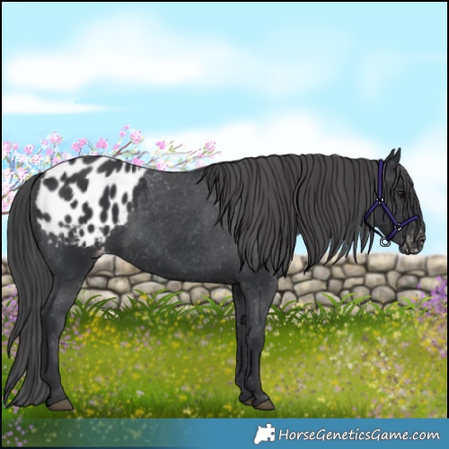 Horse Color:Black Appaloosa 