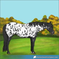Horse Color:Black Near Leopard 