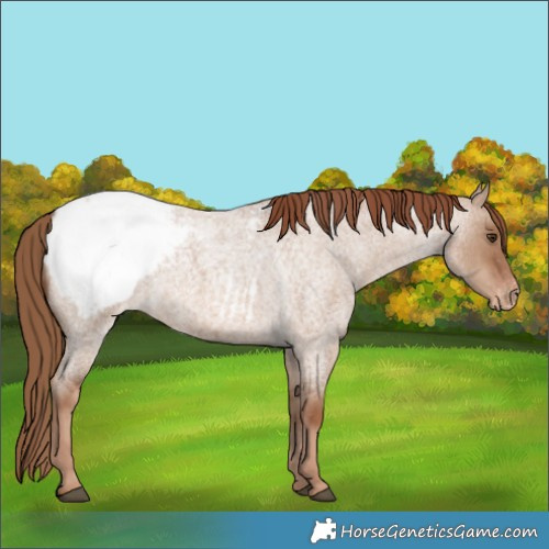 Horse Color:Red Dun Roan Appaloosa