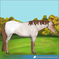 Horse Color:Red Dun Roan Snowcap 
