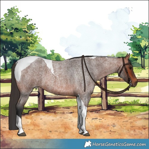 Horse Color:Bay Roan Tobiano 