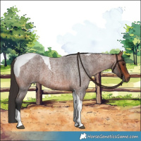 Horse Color:Bay Roan Tobiano
