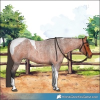 Horse Color:Bay Roan Tobiano 