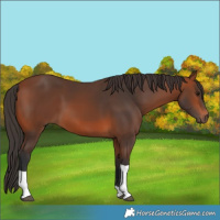 Horse Color:Bay Tobiano