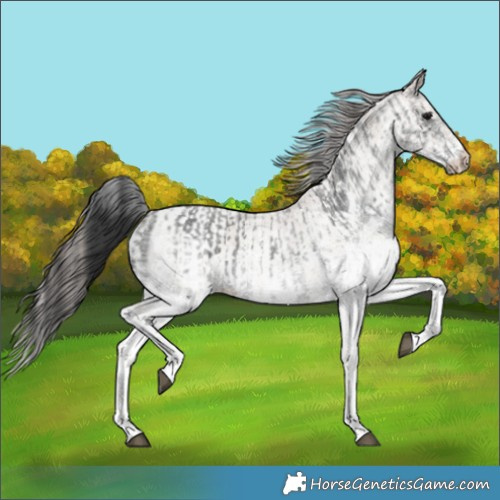 Horse Color:White Spotted Blue Roan Rabicano  and White Spotted Classic Champagne Roan Rabicano 