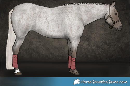 Horse Color:Silver Blue Roan
