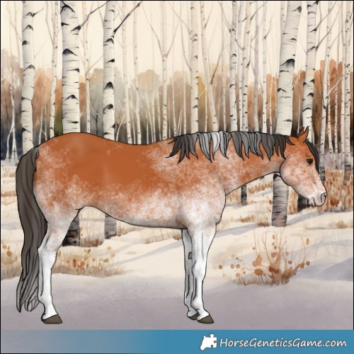 Horse Color:White Spotted Bay