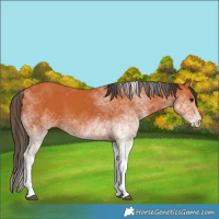 Horse Color:White Spotted Bay 