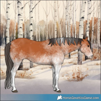 Horse Color:White Spotted Bay 
