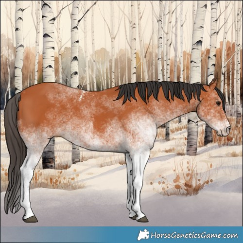 Horse Color:White Spotted Bay 