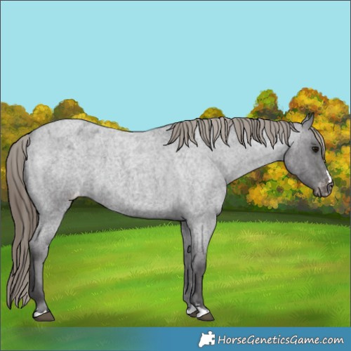 Horse Color:Smoky Blue Roan Appaloosa 