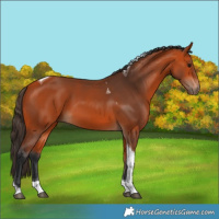 Horse Color:Bay Tobiano 