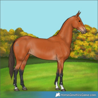 Horse Color:Bay 