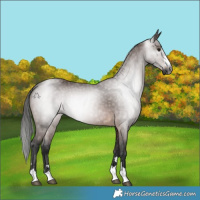Horse Color:Gray Bay 