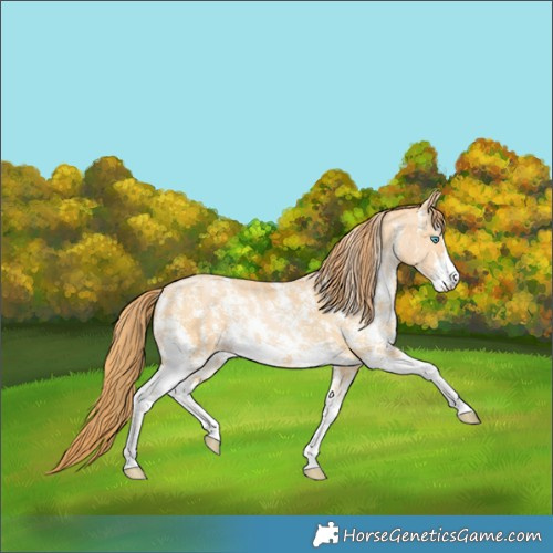 Horse Color:Buckskin Pearl Sabino 