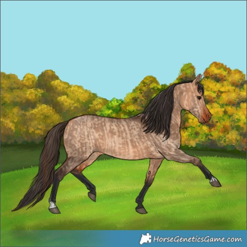 Horse Color:Bay Dun  and Bay Dun 