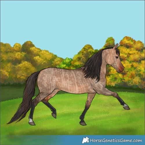 Horse Color:Bay Dun  and Bay Dun 