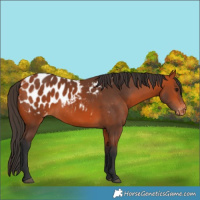 Horse Color:Bay Blanket