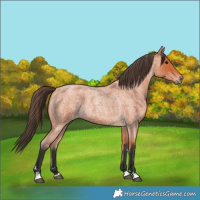 Horse Color:Bay Roan 