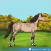 Horse Color:Bay Dun  and Bay Dun 