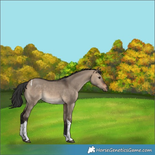 Horse Color:Brown Dun Tobiano 
