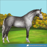 Horse Color:Gray Silver Black