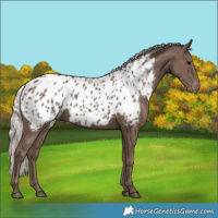 Horse Color:Silver Black Near Leopard 