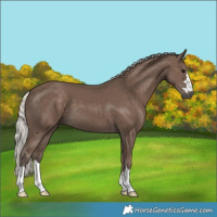 Horse Color:Silver Black