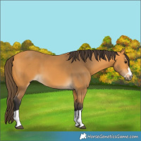 Horse Color:Buckskin 
