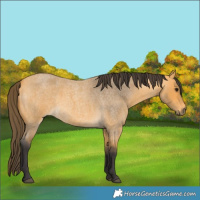 Horse Color:Buckskin Roan