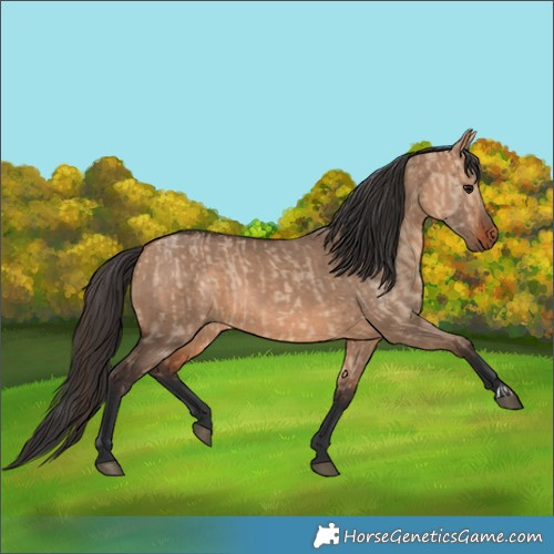 Horse Color:Bay Dun  and Bay Dun 