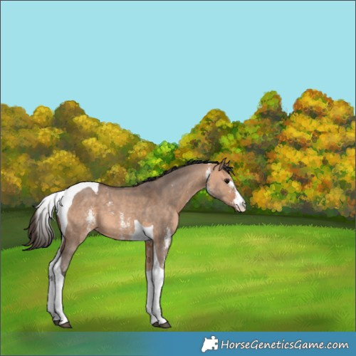 Horse Color:Bay Dun Sabino Tobiano 