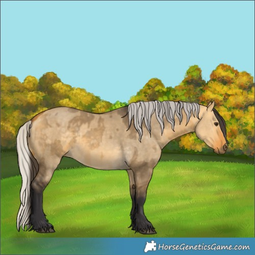 Horse Color:Buckskin Dun  and Silver Buckskin Dun 