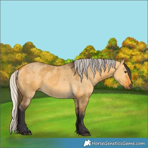 Horse Color:Buckskin Dun  and Silver Buckskin Dun 