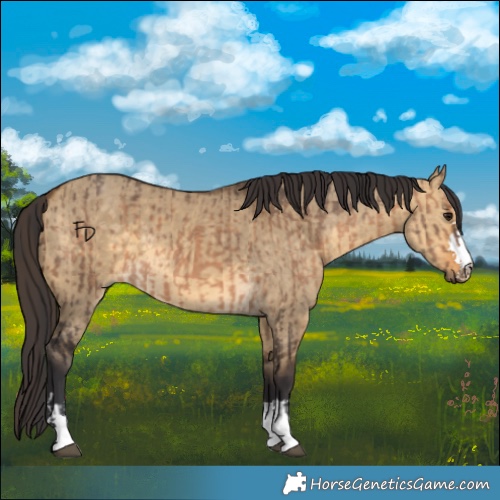 Horse Color:Brown Dun and Buckskin Dun