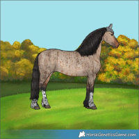 Horse Color:Bay Dun  and Bay Dun Rabicano 